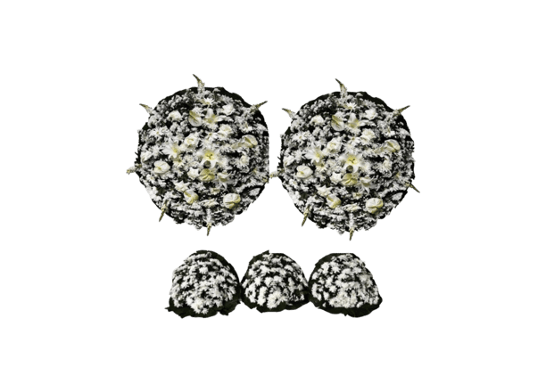 Conjunto de Flores B Luxo consolare