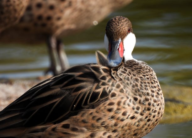 Bahama pintail, ducks Bahamas, bird watching bahamas