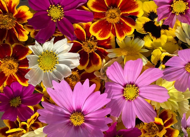 fleurs comestibles biologiques fraîches restaurateurs