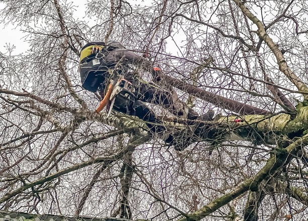 Ein Kletterer ist in einem umgestürzten Baum.