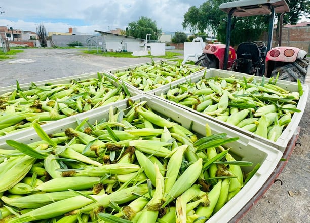 Crédito para elote dulce