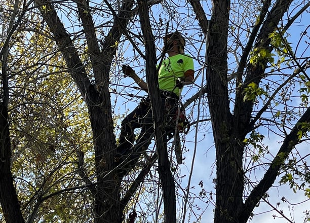 Reno tree service pruning a tree