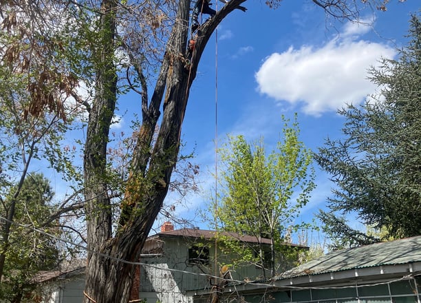 a man is climbing up in a tree