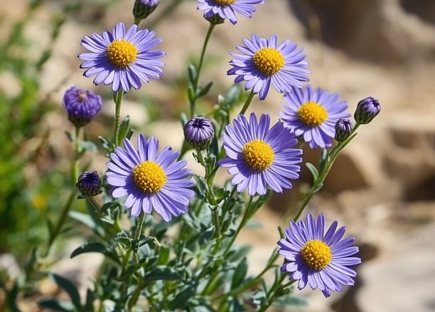 Fleurs de tanaisie annuelle