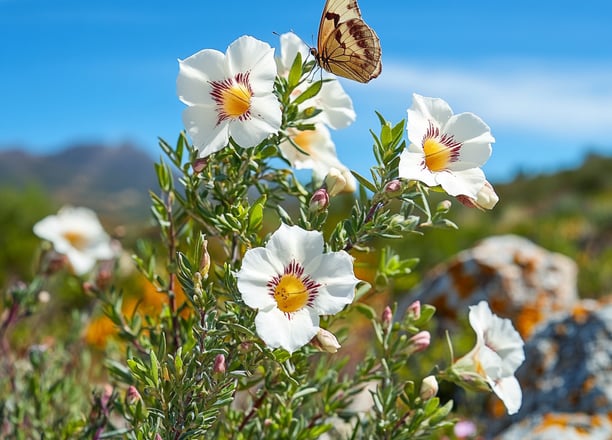 Fleurs de ciste ladanifère