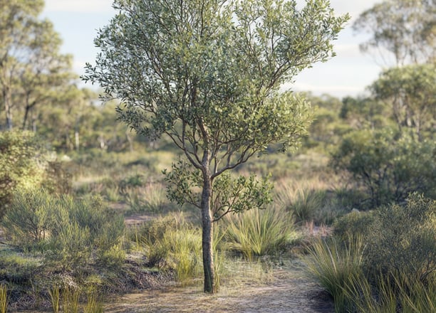 Arbre à thé