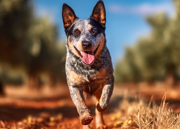 Australian Cattle Dog est en pleine action, courant entre les macadamiers