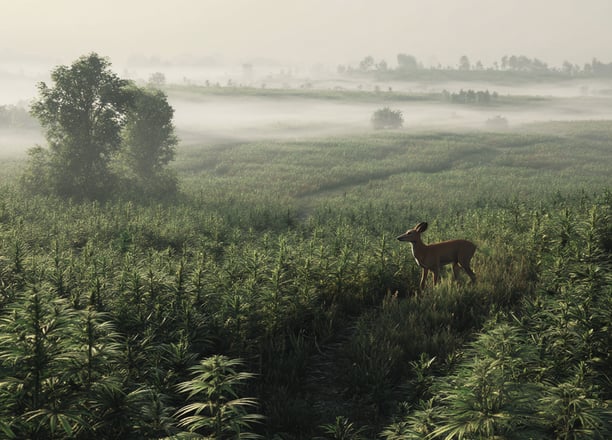 Biche dans le chanvre
