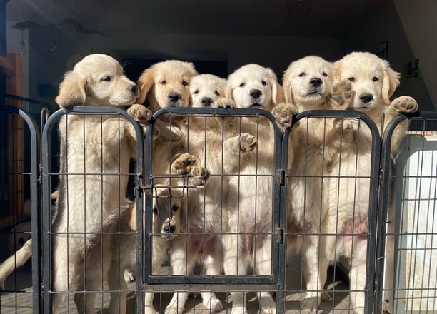 chiots golden retriever chez nanette