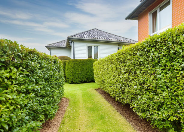 Hedge trimming and grass cutting