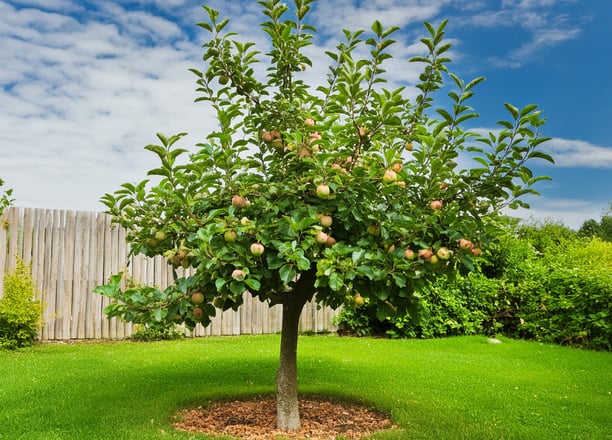 Small tree maintenace trimming pruning