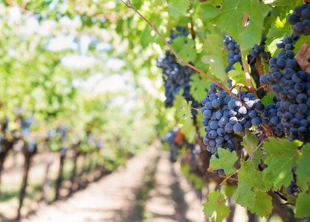 grapes