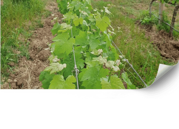 Manejo de malezas y cubierta vegetal en viñedos | Viñarts Mallorca. 