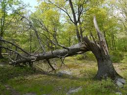 fallen tree