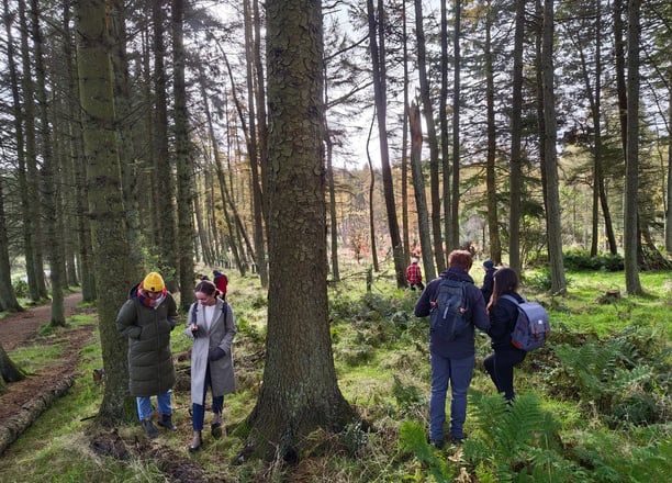 a group of people walking through a forest