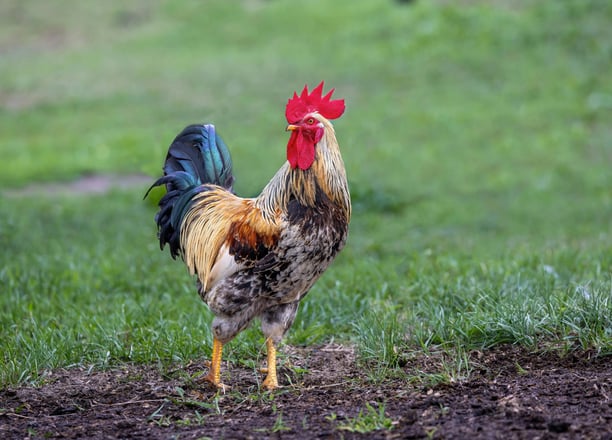 rooster in field