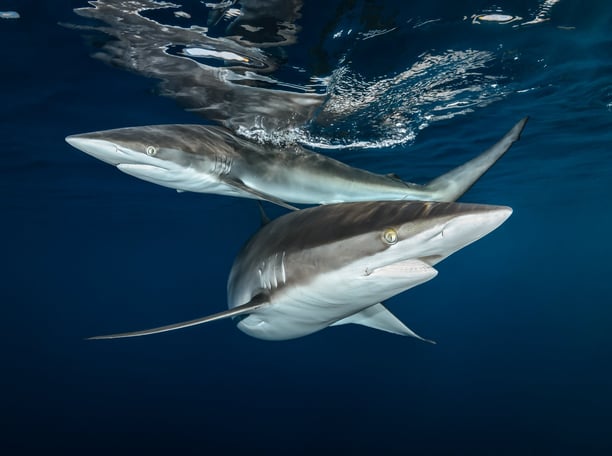 2 Requins longimanus Greg Lecoeur