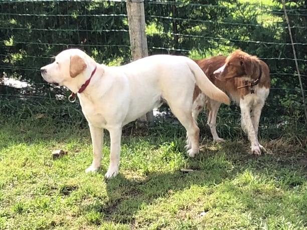 Garde de chien Tourneville