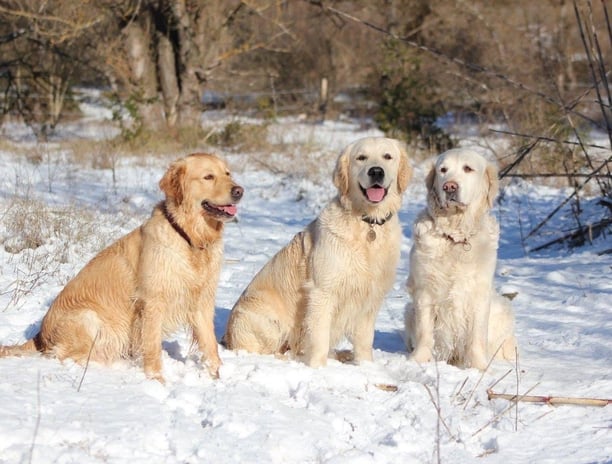 trois beaux goldens Retrievers dans la neige 