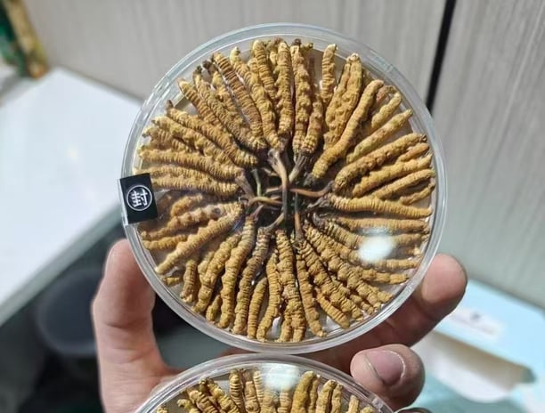 Hand-selected premium Tibetan Cordyceps displayed in transparent circular packaging, showcasing their quality and authenticit