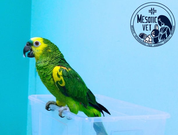 amazzone fronte azzurra, Amazona aestiva, amazzone fronteblu