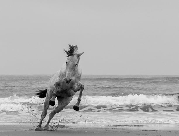 cheval à la plage