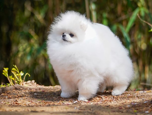 Cachorro Pomeranian Mini de Calidad