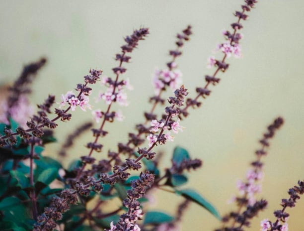Tulsi flowers