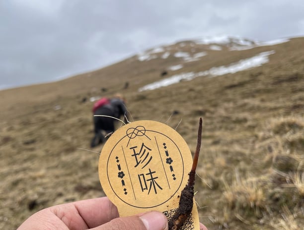 Hand holding Tibetan Cordyceps with “珍味” label, set against a natural mountainous harvesting backdrop.