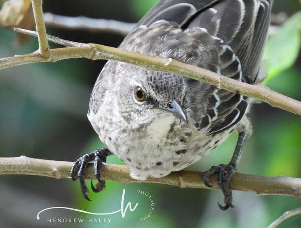 Endemic Bahamas birds, Bahama mockingbird, bird watching tour, nature tour