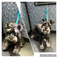 A before and after shot of a completed groom on a minature schnauzer