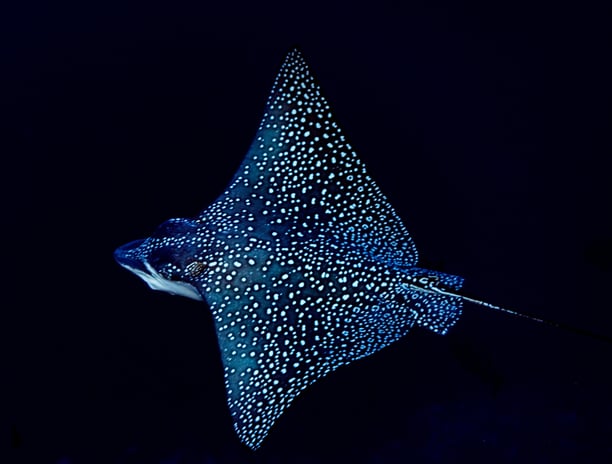 eagle ray during a night dive 