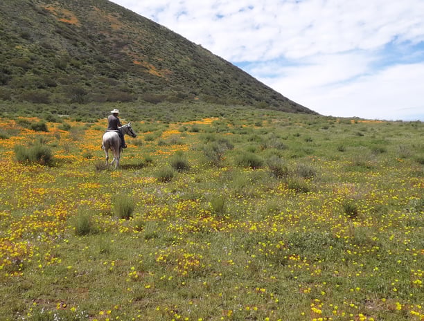 Hidden fields of poppies above Punta Banda