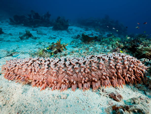 Pineapple trepang selected by Madopex, leader in sustainable sea cucumber exports from Madagascar.