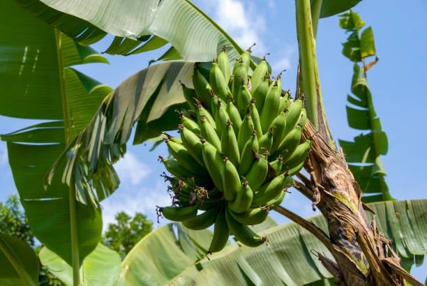 a bunch of Matooke on a tree branch
