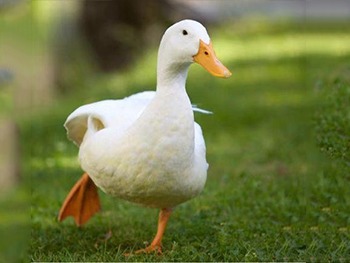 a duckling standing on the grass in a grassy area