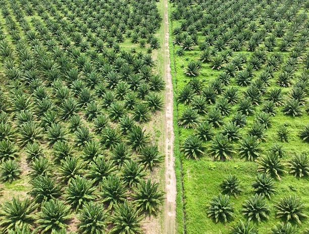 cultivo de palma de aceite en colombia