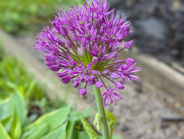 allium bloom