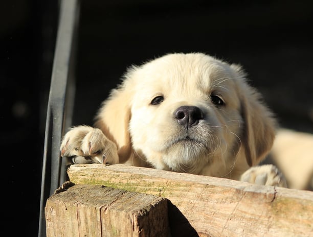 chiot golden retriever qui s'amuse école du chiot ales
