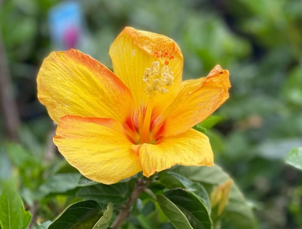 Tropical Gardens Nursery