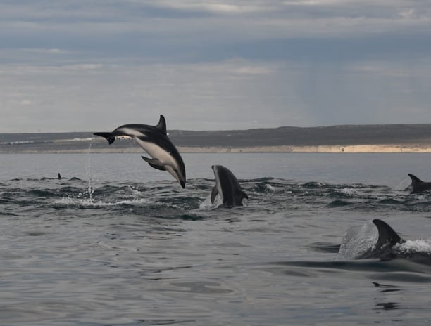 avistaje de delfines