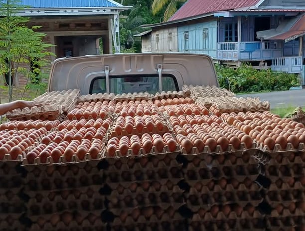 fresh table eggs in truck from indoeggs ready delivery to custumer