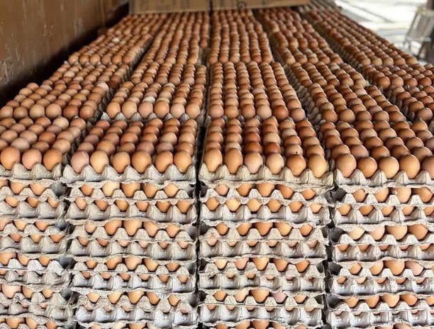 fresh table egg was take from indo egg ware house.