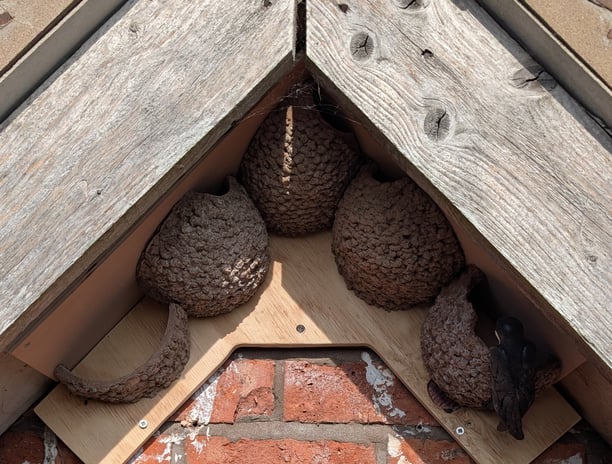 Apex nest cups with half cup to encourage building by Nest Cup Box