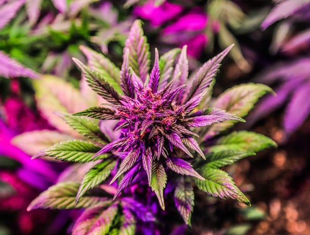 Red/purple Cannabis Flower