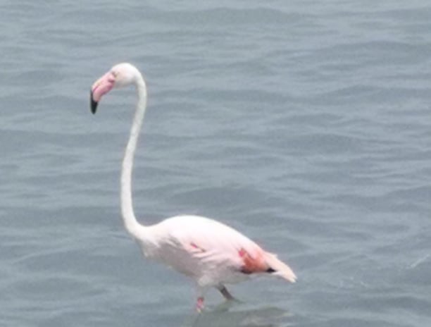 Flamingo in een van de lokale zoutmeren