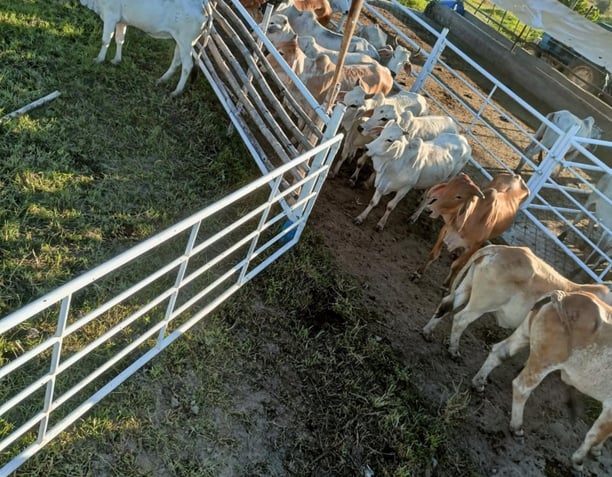 a herd of cattle