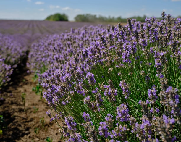 Lavandula Angustifolia grown in Bulgaria, source of Hyra's lavender essential oil and water products