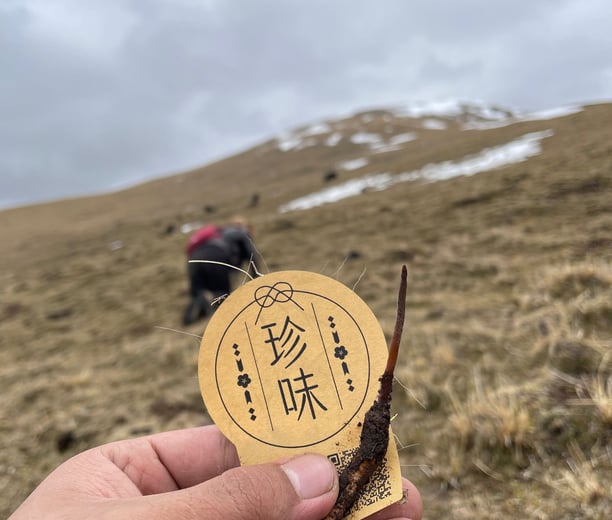 Hand holding Tibetan Cordyceps with “珍味” label, set against a natural mountainous harvesting backdrop.