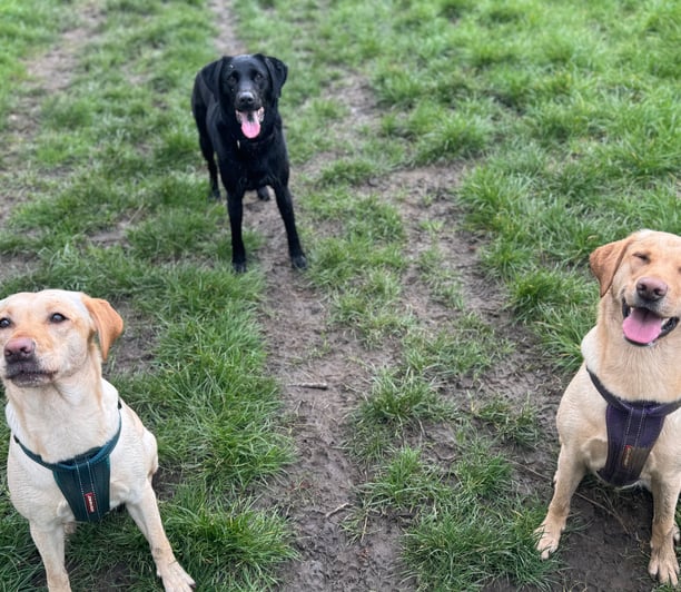 3 labradors at Birstwith Barkyard doggy daycare in harrogate